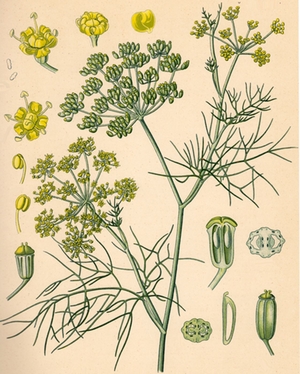 Fenchel